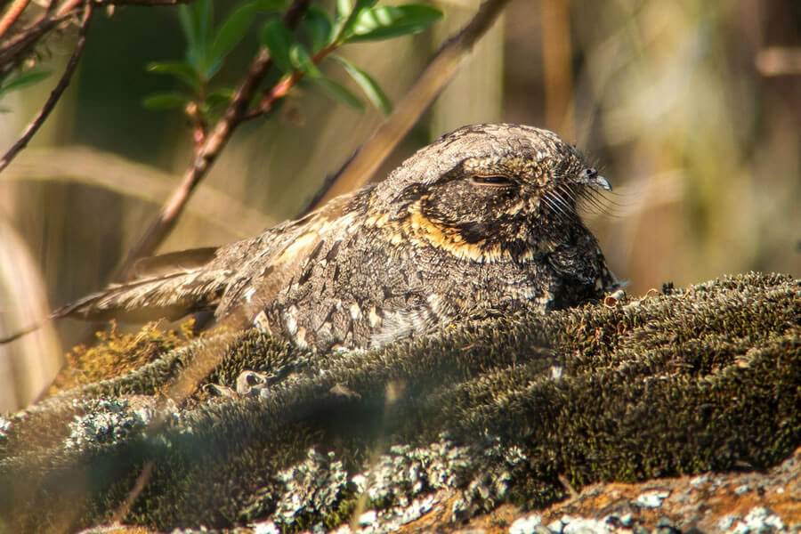 Abyssinian Nightjar 