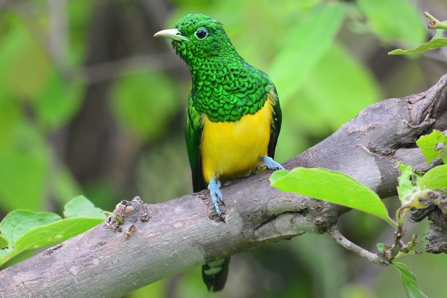 African Emerald Cuckoo