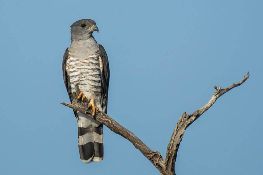 African Cuckoo-Hawk