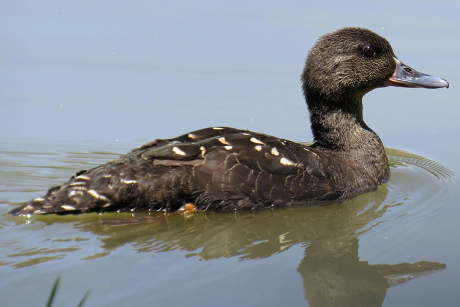 African Black Duck