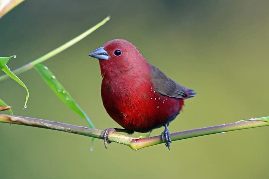 African Firefinch 