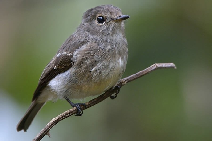 African Dusky Flycatcher 