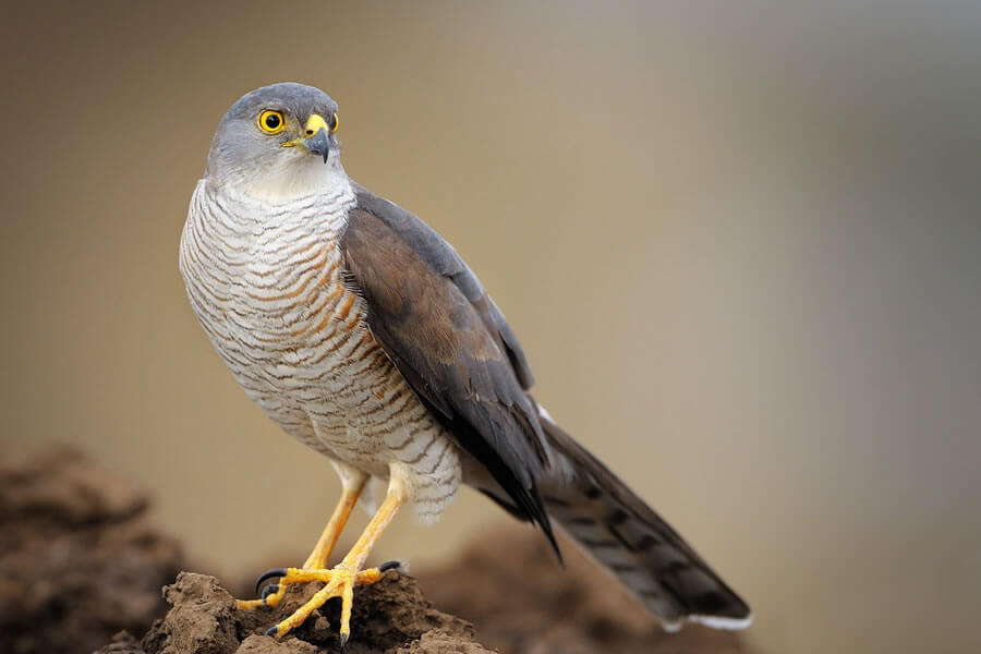 African Goshawk