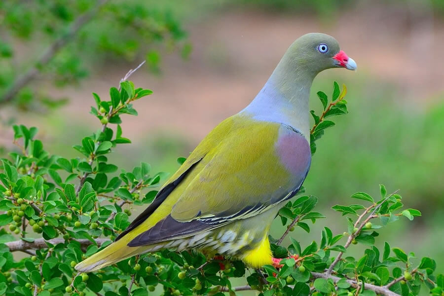 African Green-Pigeon