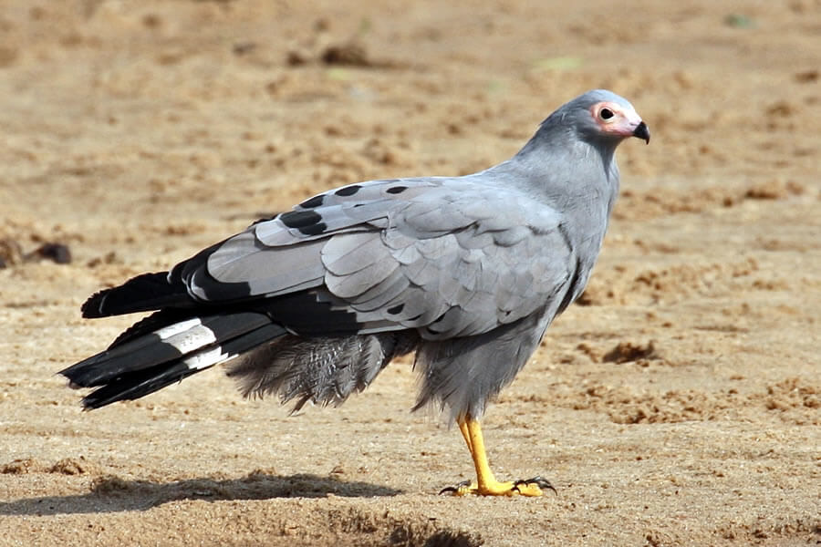 African Harrier-Hawk