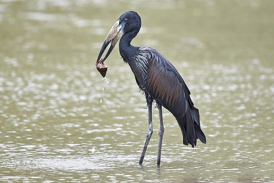 African Openbill