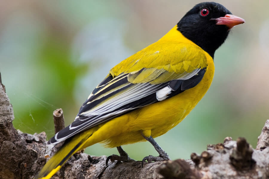 African Black-headed Oriole