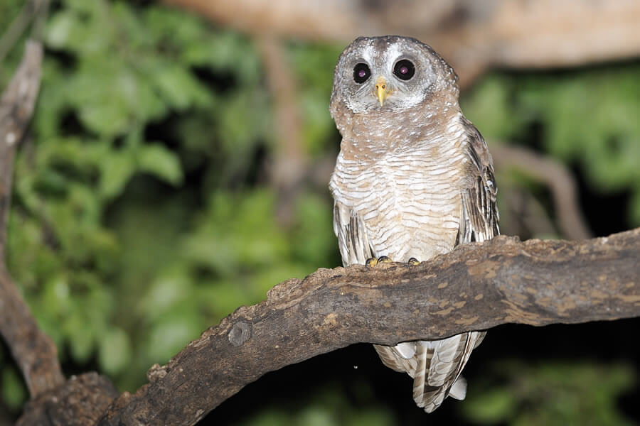 African Wood-Owl