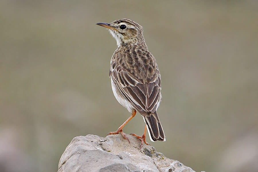 African Pipit