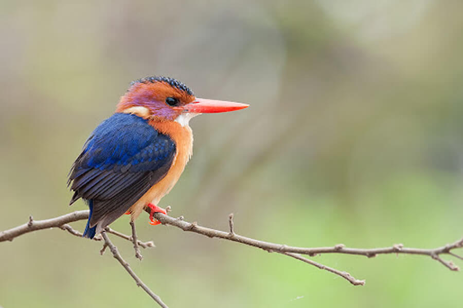 African Pygmy-Kingfisher