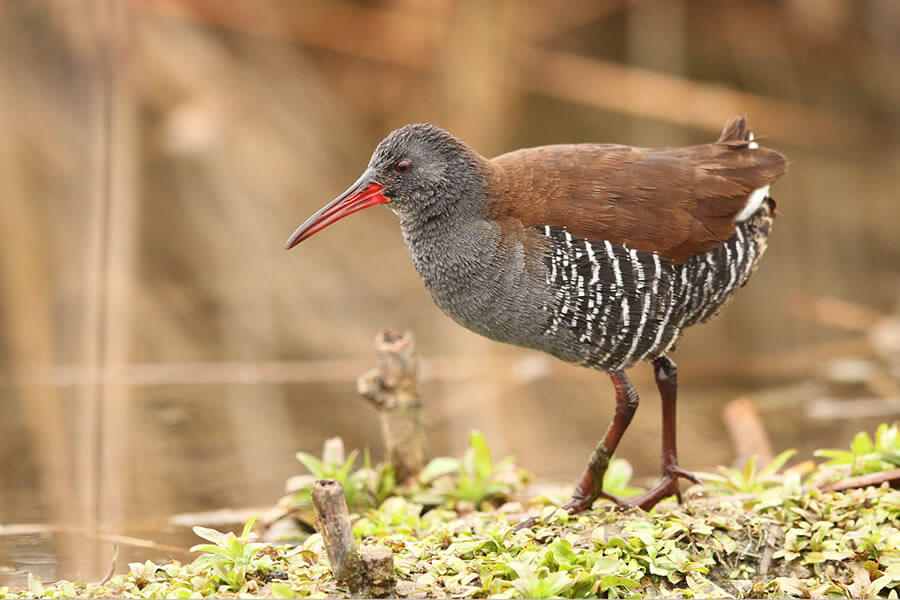 African Rail