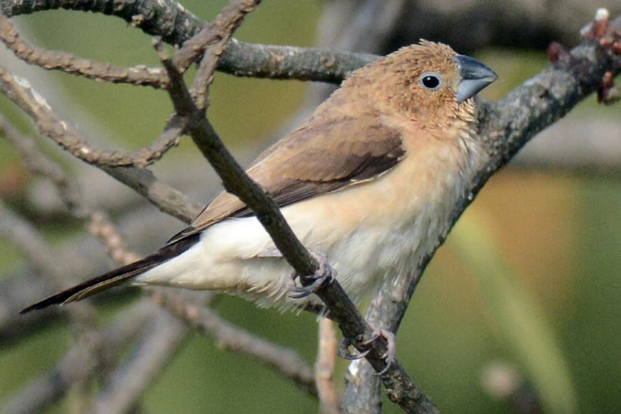 African Silverbill