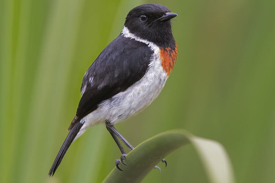 African Stonechat