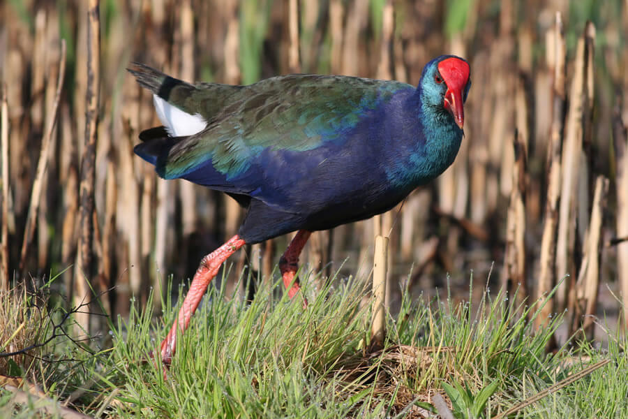 African Swamphen 