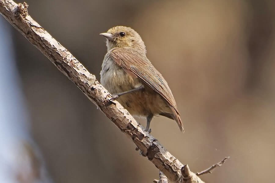 African Penduline-Tit