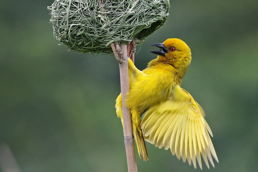 African Golden-Weaver