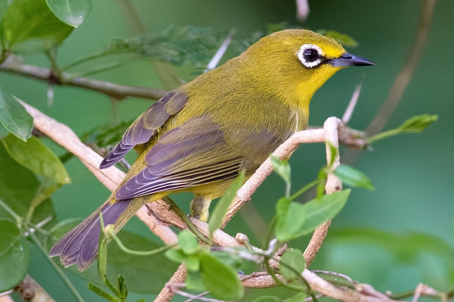 African Yellow White-eye (African Yellow)