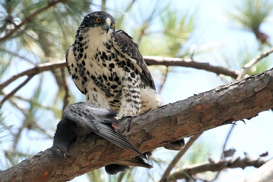 Ayres Hawk-Eagle