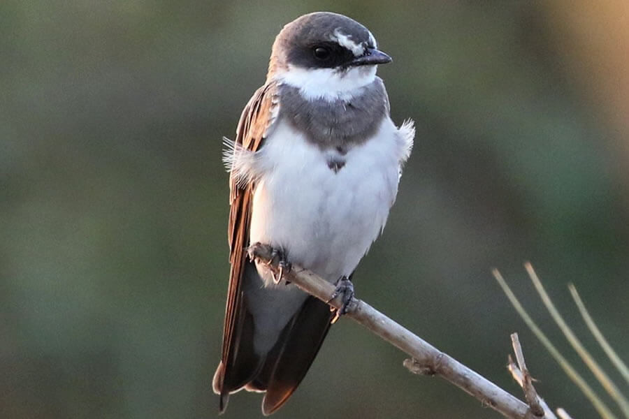 Banded Martin