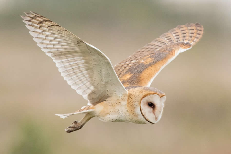 Barn Owl