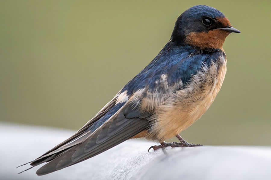 Barn Swallow 