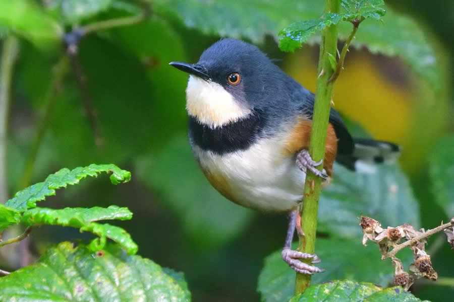 Black-collared Apalis