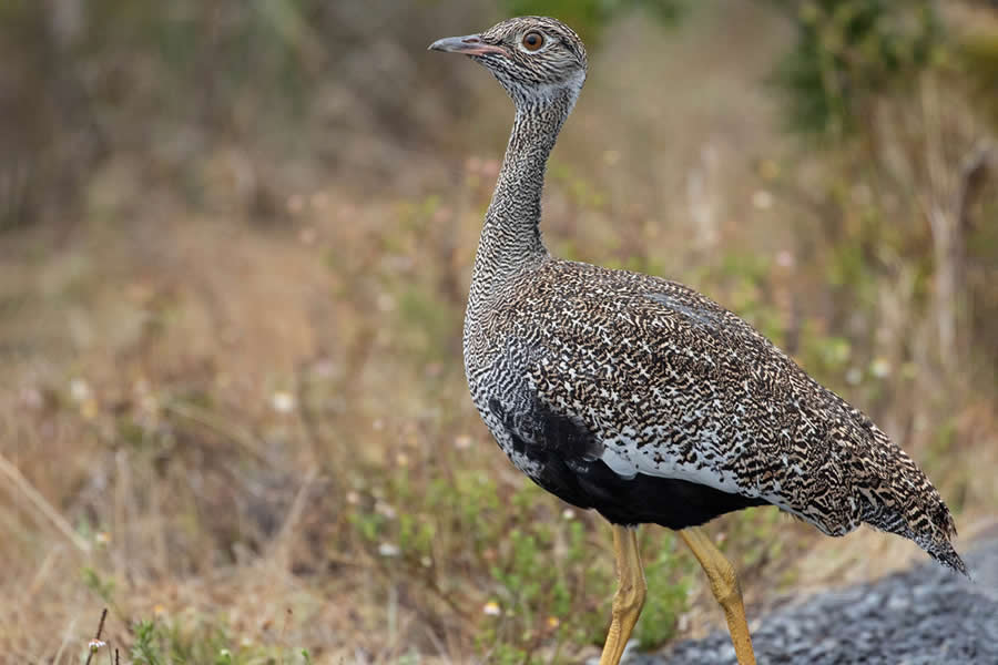 Black-bellied Bustard