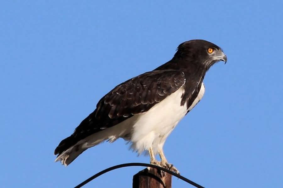 Black-chested Snake-Eagle