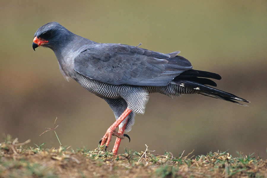 Black Goshawk