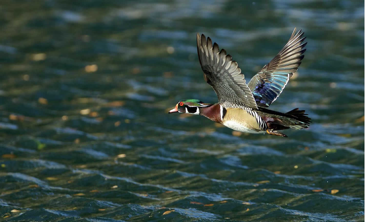 Birdwatching Safaris