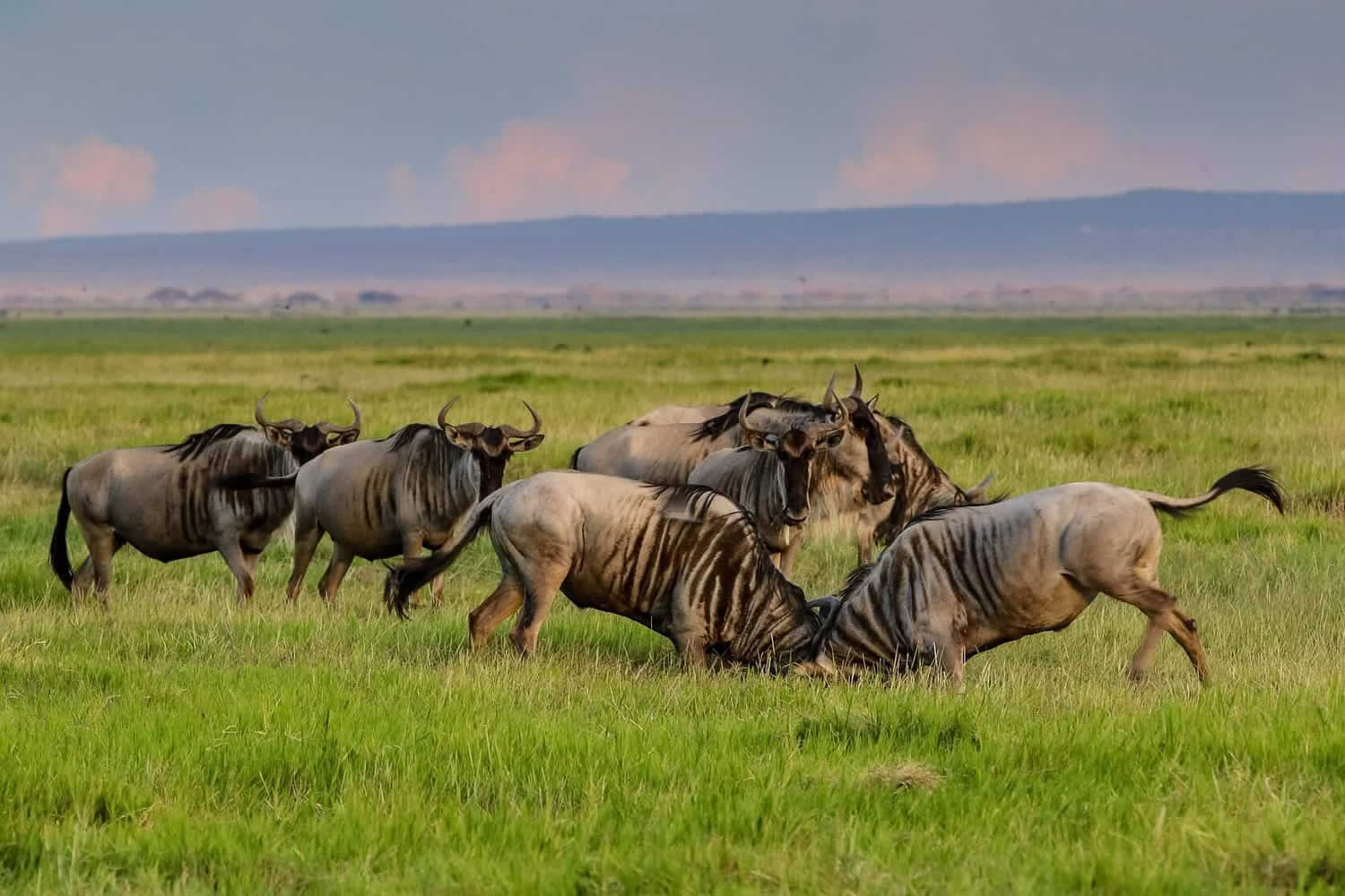 Tanzania