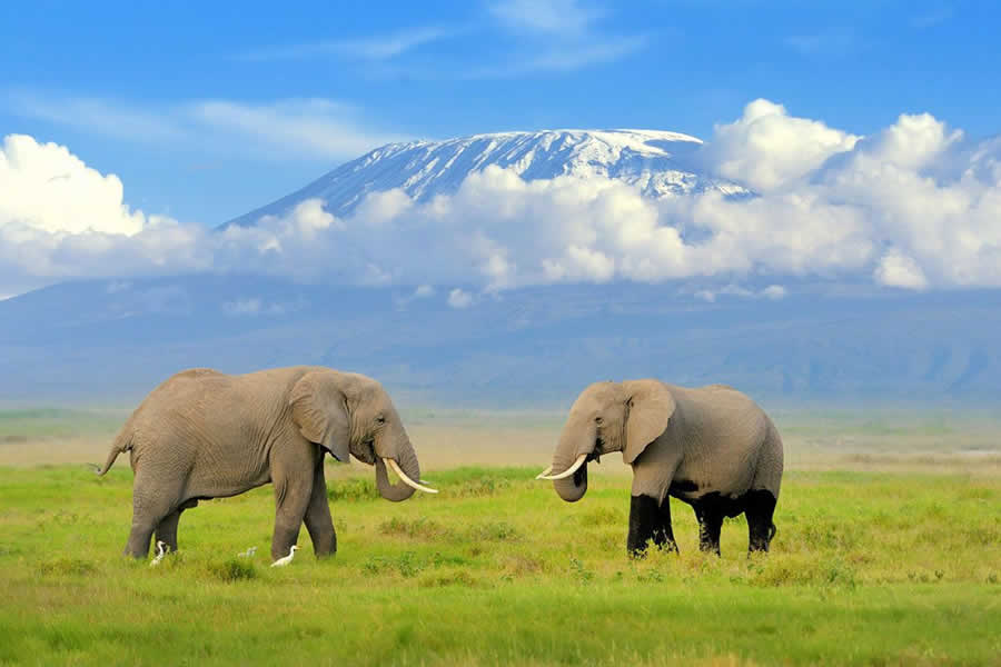 Birdwatching in Amboseli National Park