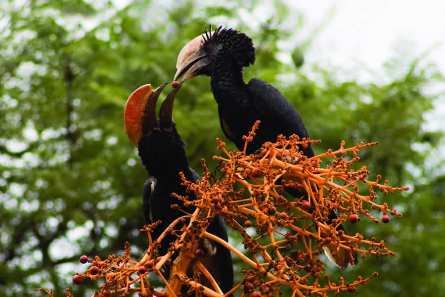 Arabuko Sokoke National Park