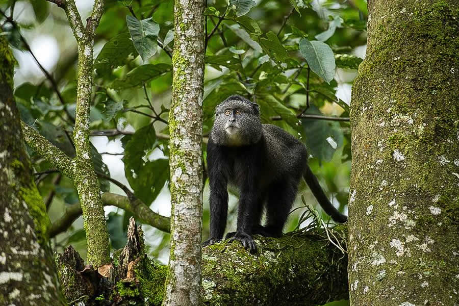 Kakamega Forest