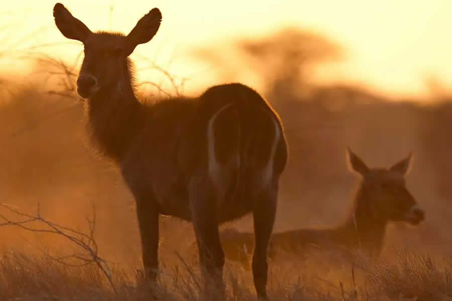 Laikipia