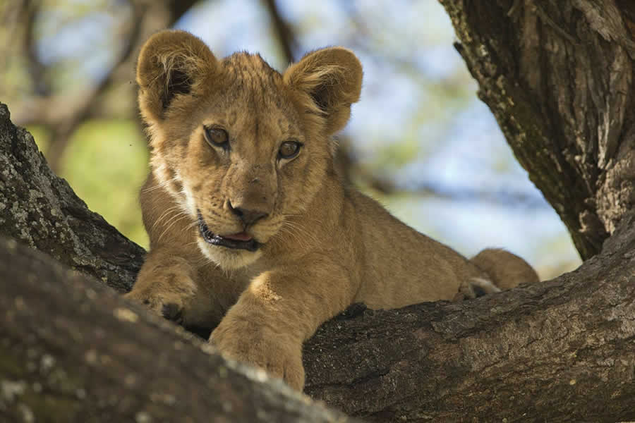 Lake Manyara National Park