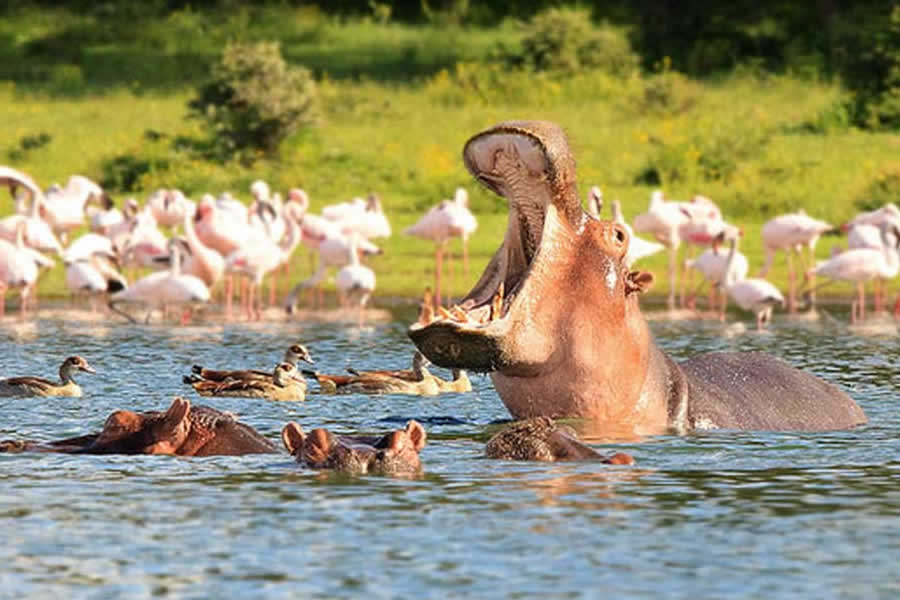 Lake Naivasha