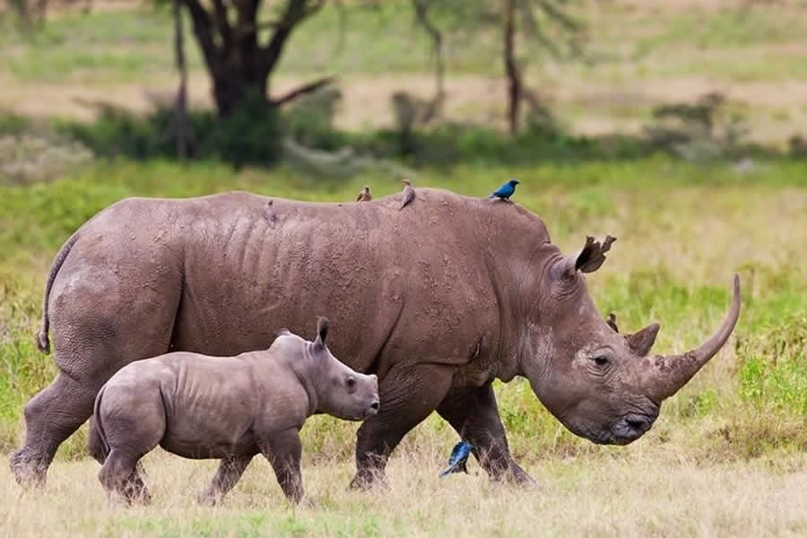 Birdwatching in Lake Nakuru National Park