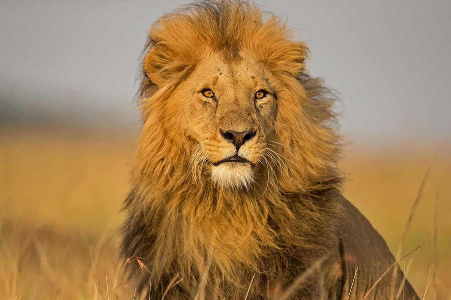 Birdwatching in Maasai Mara Game Reserve