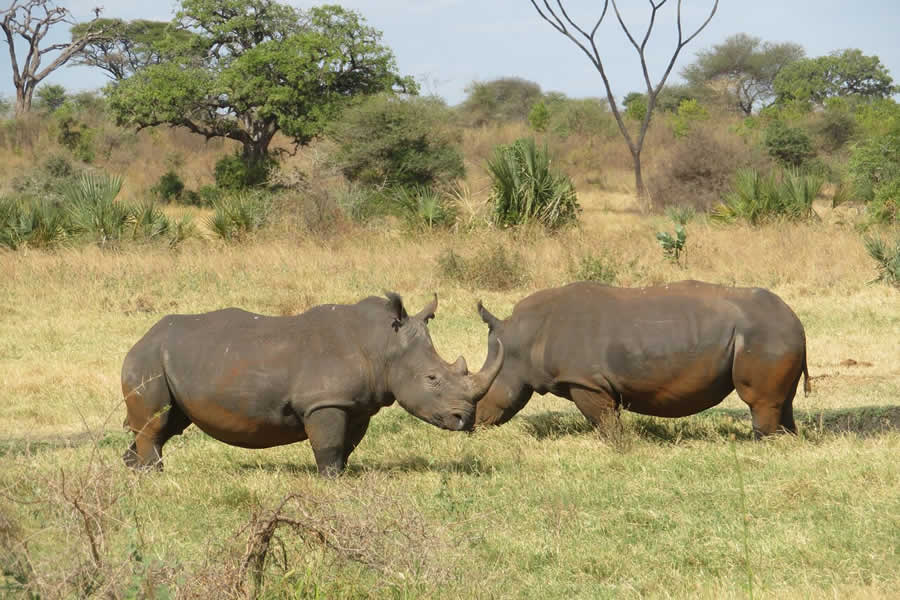 Meru National Park