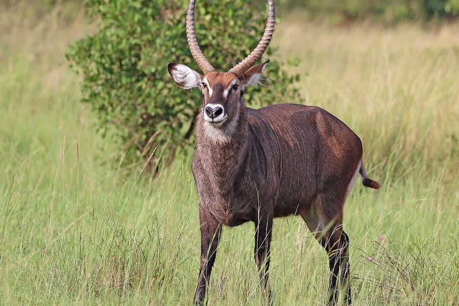 Mikumi National Park