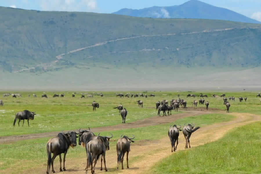 Ngorongoro Conservancy