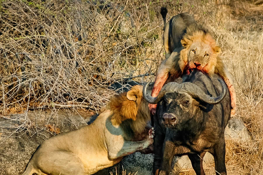 Ruaha National Park