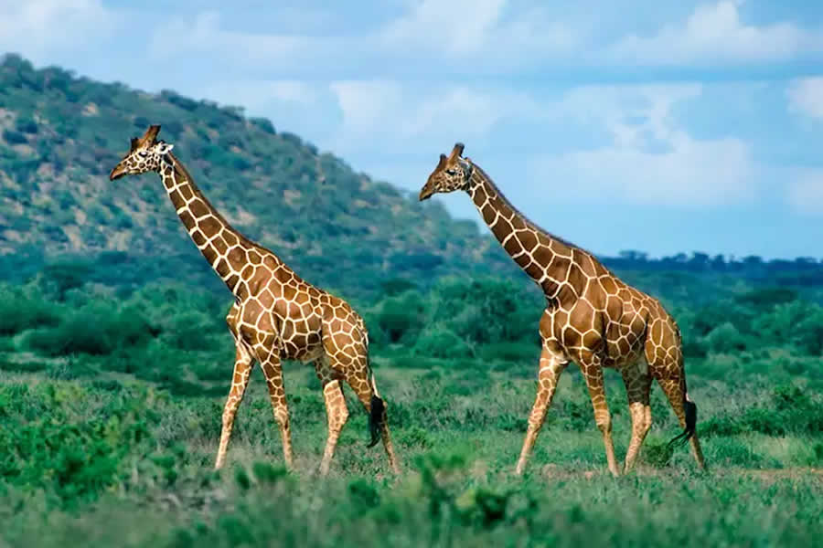 Birdwatching in Samburu National Reserve