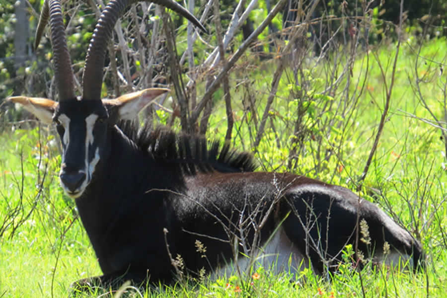 Birdwatching in Shimba Hills National Park