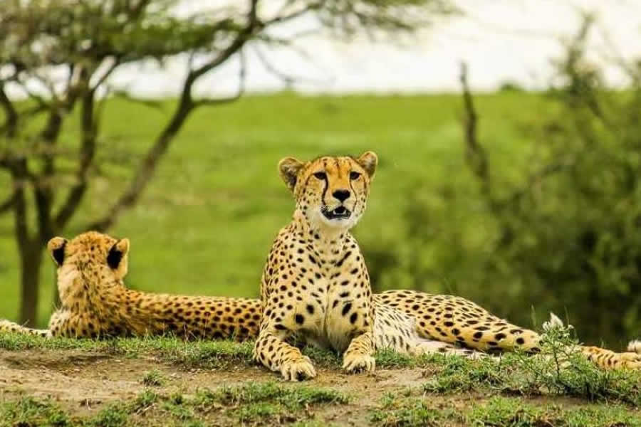 Tarangire National Park