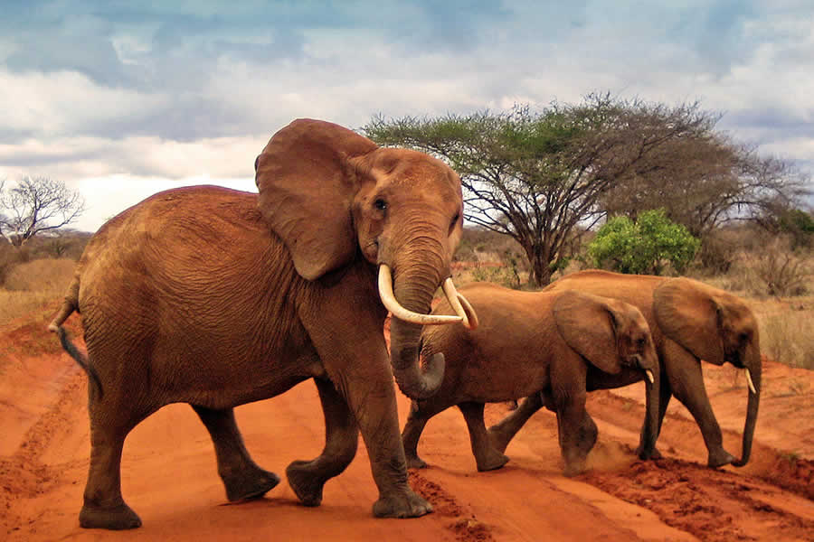 Birdwatching in Tsavo East National Park