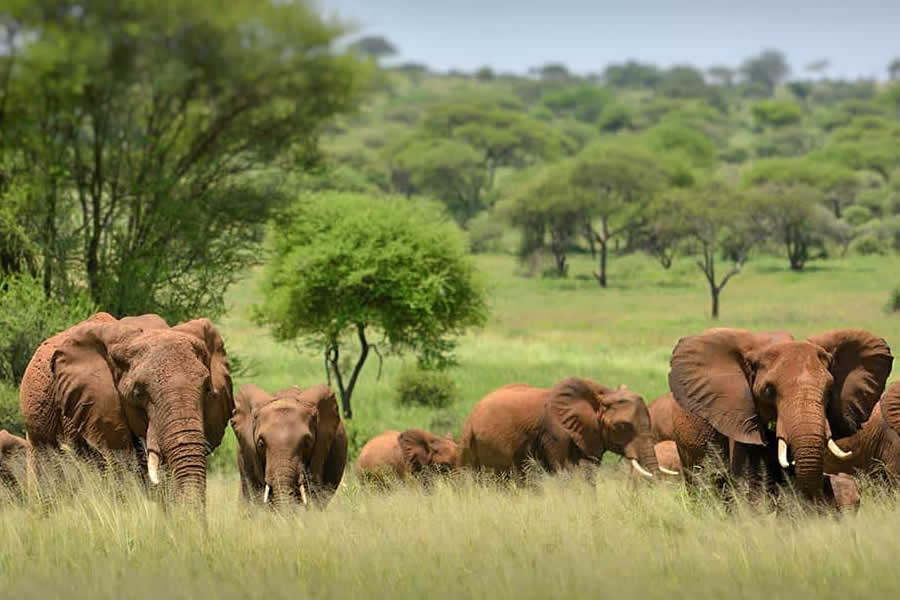 Birdwatching in Tsavo West National Park