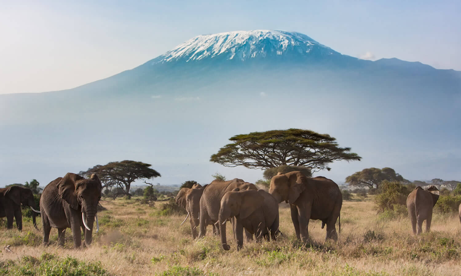 Amboseli Experience