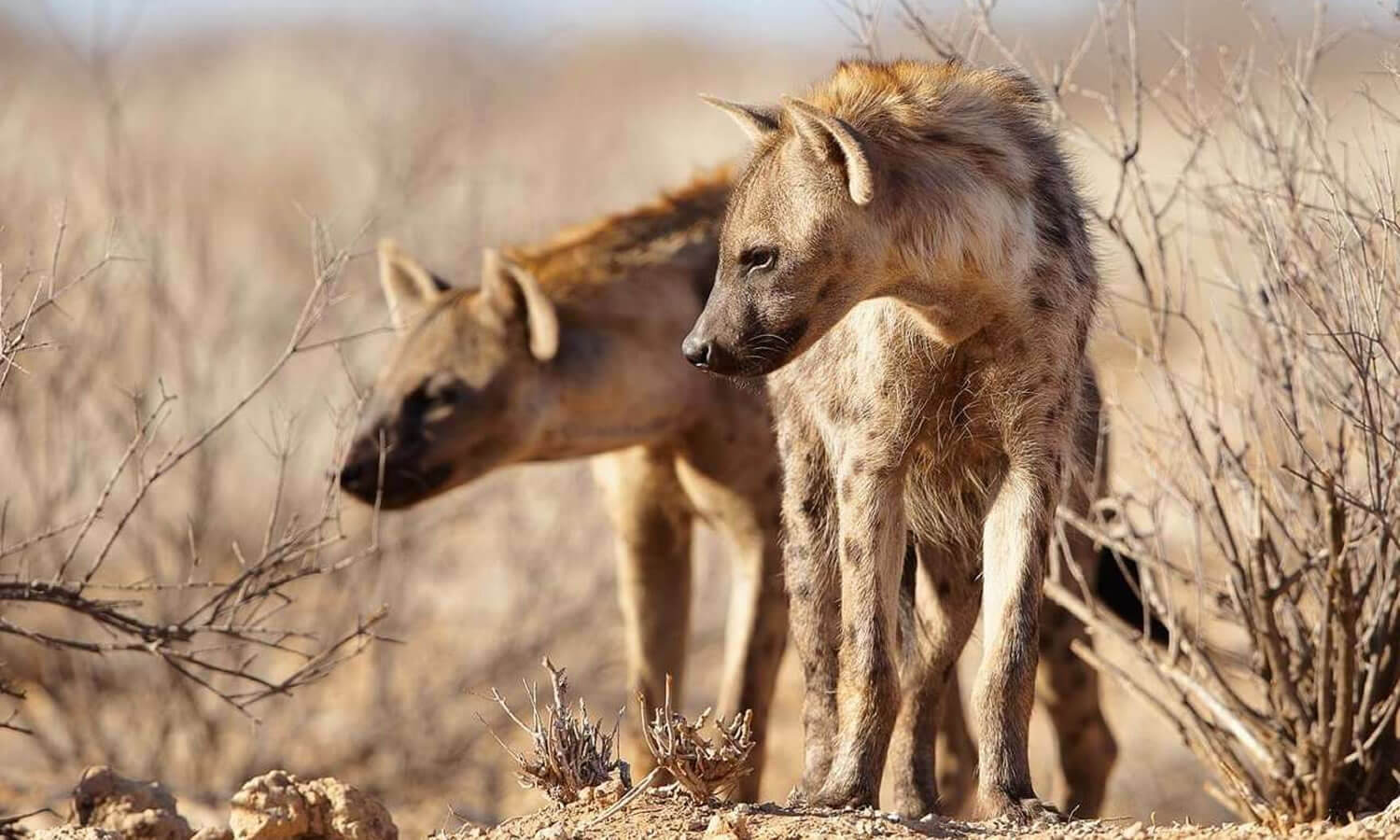 Amboseli and Tsavo National Parks